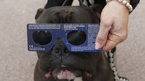 The 2024 Solar eclipse and your pets - why your dog doesn't need protective glasses
