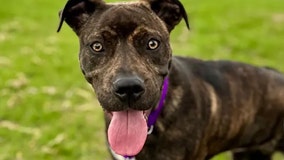 Exceptionally rare 5-legged puppy wows Wisconsin shelter: 'Never seen anything like this'