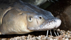 Feds: Lake sturgeon don't need Endangered Species Act protections