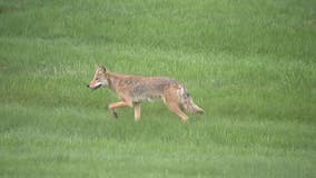 Rise in coyote sightings in Dearborn has city weighing options