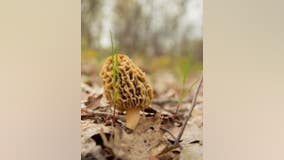 Morel mushroom hunting: Where to find them in Michigan