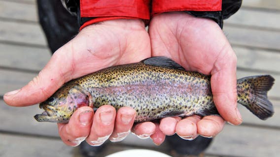 Michigan fishing regulations: New rules released in 2024 guide