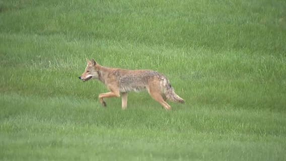 Rise in coyote sightings in Dearborn has city weighing options