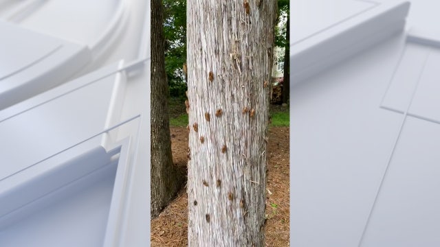 Watch: Cicadas appear on trees in parts of US