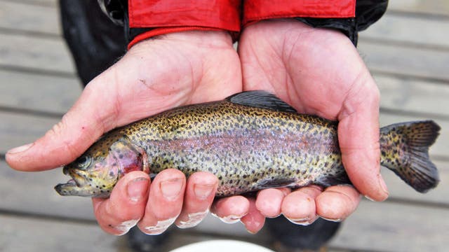 Michigan fishing regulations: New rules released in 2024 guide