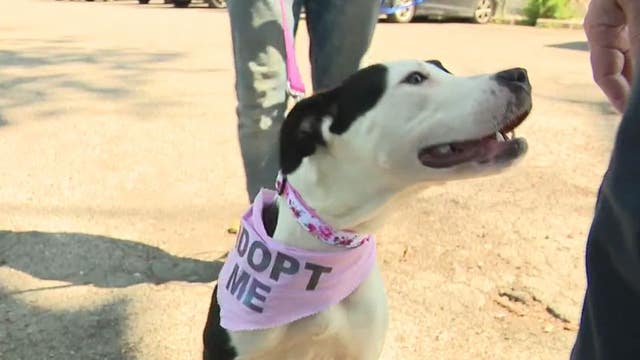 New $11 million Detroit animal shelter able to house 200-plus pets for adoption
