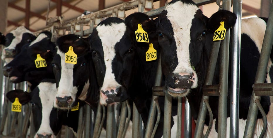 Bird flu in Michigan: State testing milk amid fears of avian influenza infecting dairy farms