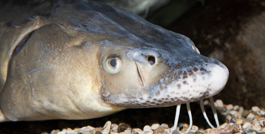 Feds: Lake sturgeon don't need Endangered Species Act protections