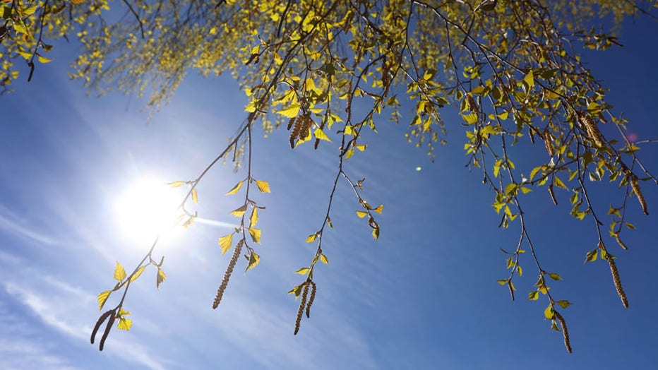 FILE - Birch pollen hanging from a birch tree under a blue sky and sunshine. (Photo by Karl-Josef Hildenbrand/picture alliance via Getty Images)