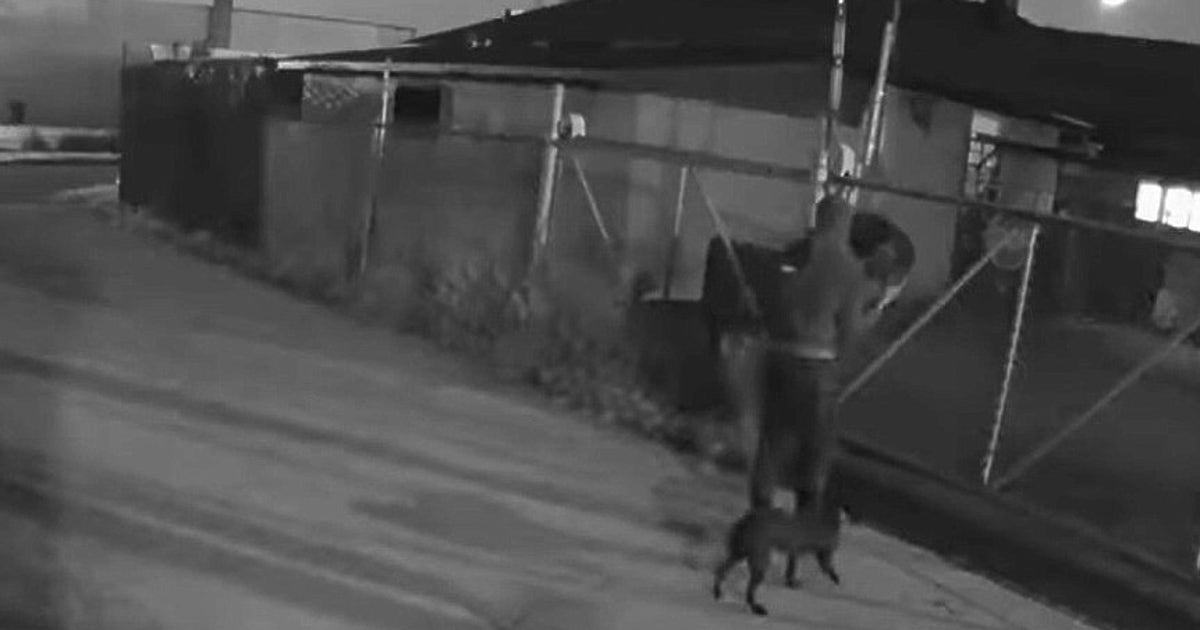 2 puppies rescued after being tossed over fence in Detroit | FOX 2 Detroit