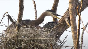 Blue herons nesting over Detroit River seen killing each other