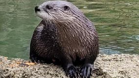 Detroit zoo says goodbye to beloved otter Lucius