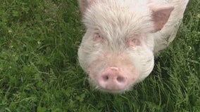 Giant pig wrangled in Detroit, sent to sanctuary in Washtenaw County