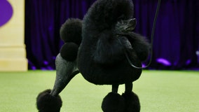 Miniature poodle named Sage wins Westminster Kennel Club dog show