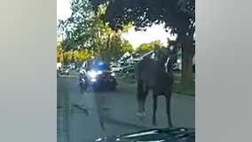 Inkster Police bust horse roaming through city