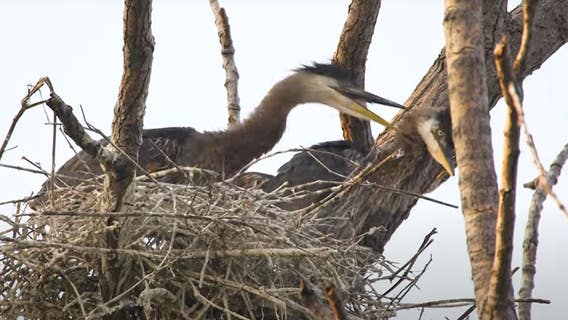 Blue herons nesting over Detroit River seen killing each other