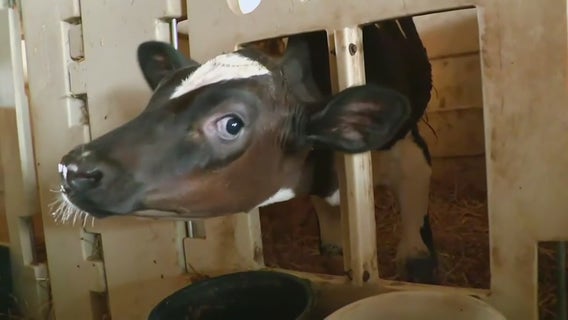 Michigan readies emergency order to manage bird flu outbreak hurting poultry farmers