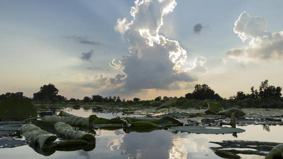 Wetland restoration in Southeast Michigan reconnects habitat to Lake Erie