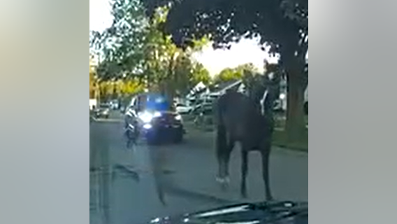 Inkster Police bust horse roaming through city