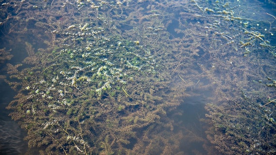 Invasive hydrilla in Southwest Michigan ponds required massive removal effort