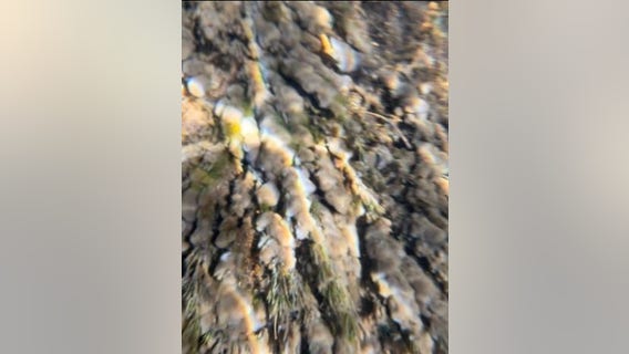 Invasive algae 'rock snot' found in Michigan stream used for fishing trout