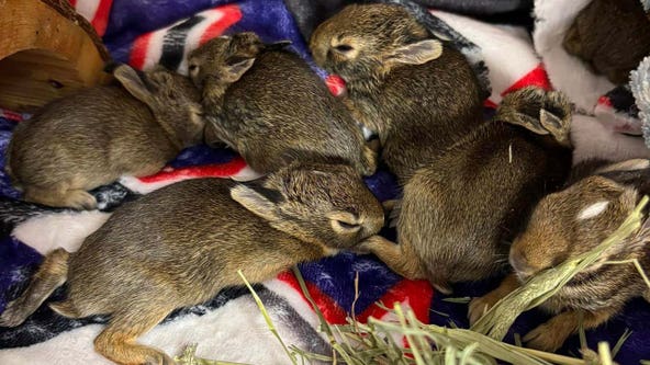 Suspect sought after throwing sealed bag of baby bunnies in Macomb Township