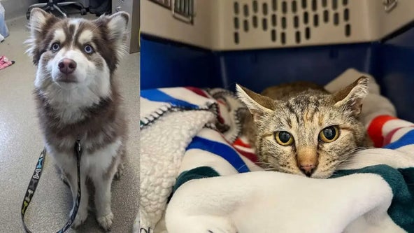 Animal shelter tells pets' stories of survival after tornado outbreak