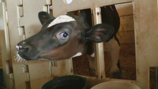 Michigan readies emergency order to manage bird flu outbreak hurting poultry farmers