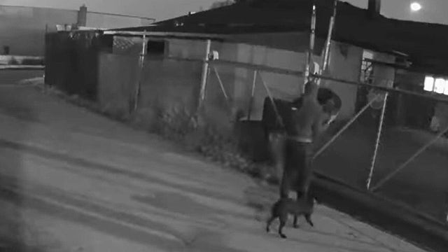 2 puppies rescued after being tossed over fence in Detroit