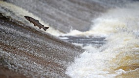 State euthanizes 30,000 Atlantic salmon sickened at Michigan hatchery