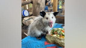 Shelby Township nature center greets new resident opossum - and asks community to name him