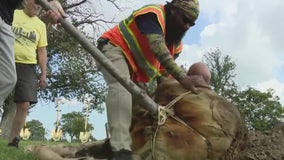 Planting trees reverses Detroit's heat island effect, adds relief during heat wave