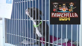 Dearborn's Friends for Animals 'Pawchella' adoption festival has music, games this weekend