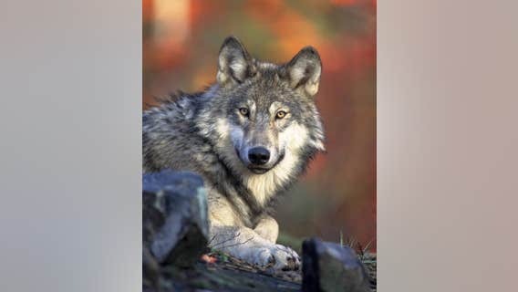 Michigan's wolf population at its highest in 12 years, survey finds