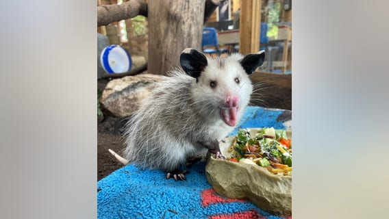 Shelby Township nature center greets new resident opossum - and asks community to name him