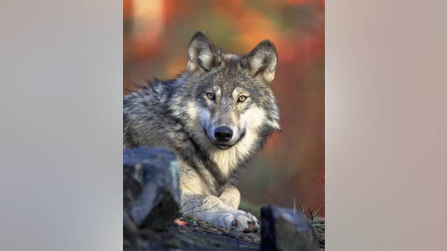 Michigan's wolf population at its highest in 12 years, survey finds