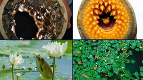 Great Lakes' worst invasive species ranked in new study, from zebra mussels to grass carp