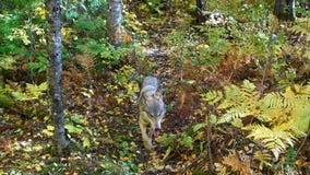 Isle Royale wolves accessing human food and garbage at some campgrounds
