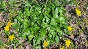 Michigan adds invasive lesser celandine plant to state's watch list