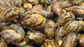 90 invasive snails found in passenger's bag at Detroit Metro Airport