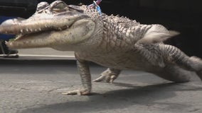 Pet alligator found in Detroit home during wellness check