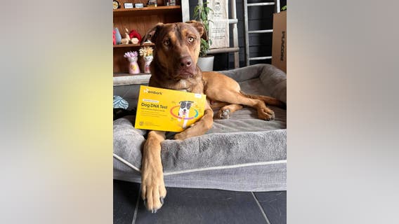 Guess this dog's breed and win salsa and chips for a year from Detroit Salsa Co.