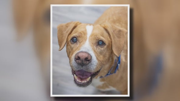 'Houdini dog' kept escaping Humane Society in Ann Arbor until he was adopted