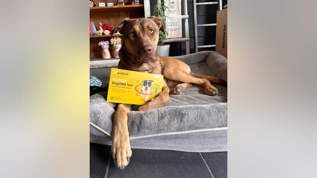 Guess this dog's breed and win salsa and chips for a year from Detroit Salsa Co.