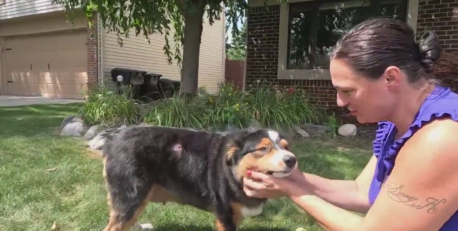 Pets in Woodhaven neighborhood being targeted by someone shooting a BB gun