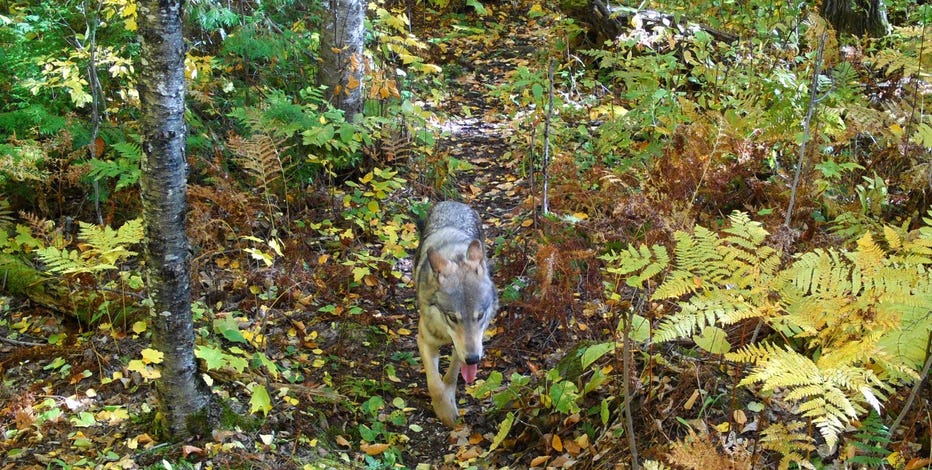Isle Royale wolves accessing human food and garbage at some campgrounds