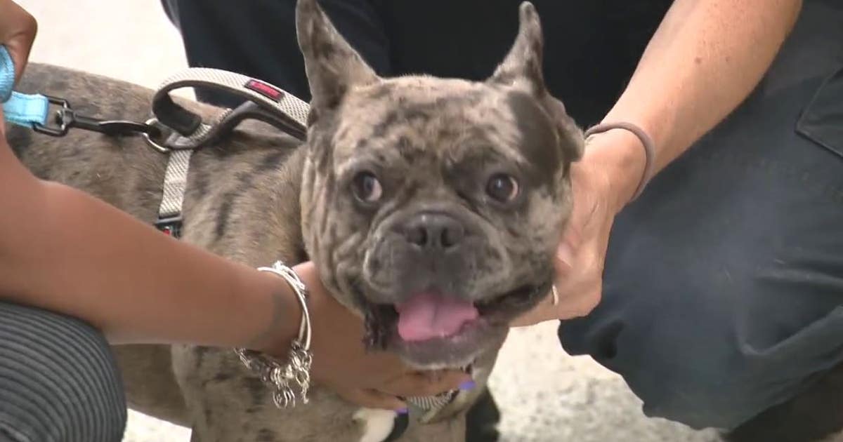 Lost dog found in abandoned Detroit house reunited with owner after 10 ...