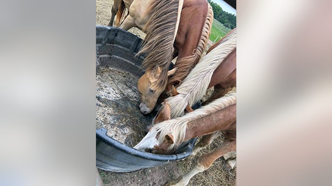 75 animals seized at northern Michigan farm, owner charged in cruelty case