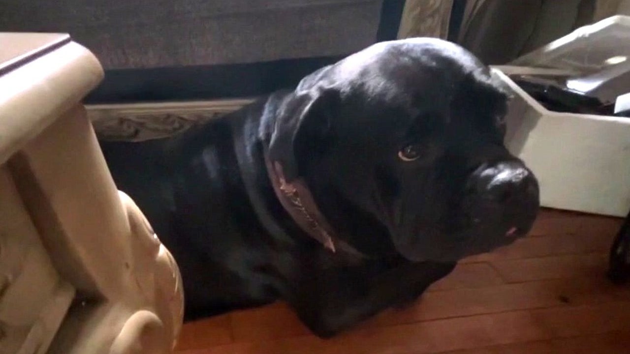 Dog shot in the neck during burglary in Detroit – police search for suspects