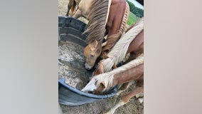 Northern Michigan man charged in animal cruelty case after dead horse found at farm
